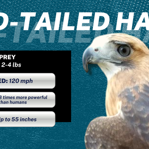 Fundraising Page: Red-Tailed Hawk Hawk
